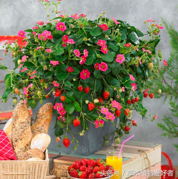 托斯卡纳草莓种植方法,托斯卡纳草莓