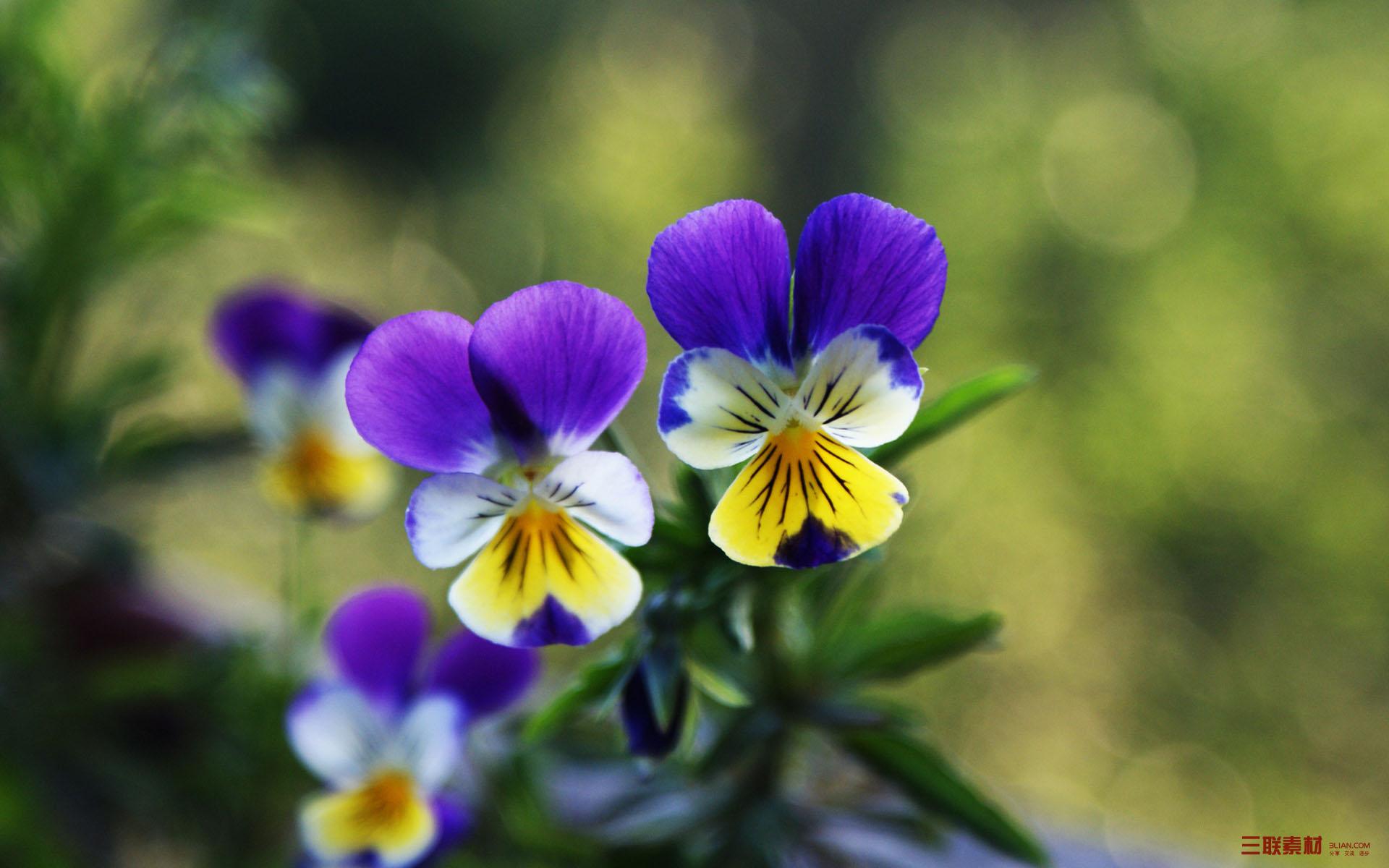 三色堇好养又好看的花,每日一花蝴蝶兰花