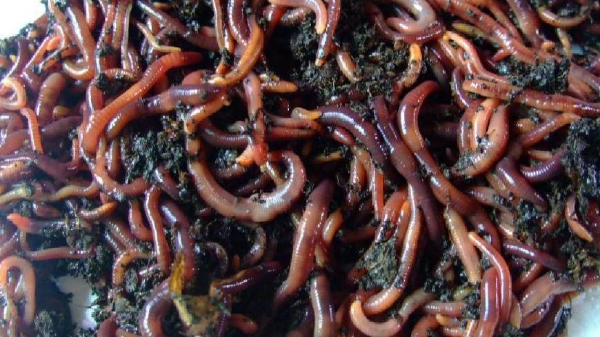 奇门遁甲测钓鱼有没有收获,奇门遁甲钓鱼办法