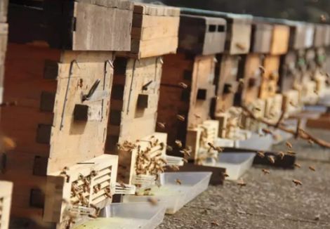 养蜂人揭秘中蜂,30年养蜂人教你如何辨别真假蜂蜜