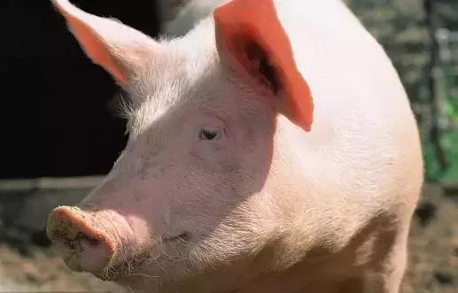 母猪喝啤酒的功效,母猪喝酒的正确方法