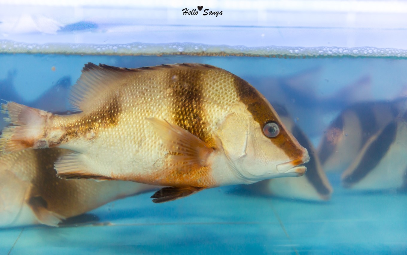 吃货们的福利，春节来三亚，墙裂推荐的特色美食全攻略