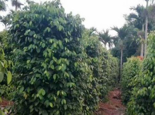 种植胡椒多少钱一斤,胡椒市场价格