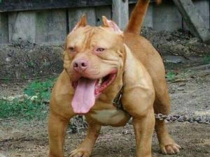 带你了解比特币原始人,带你了解真正的比特犬