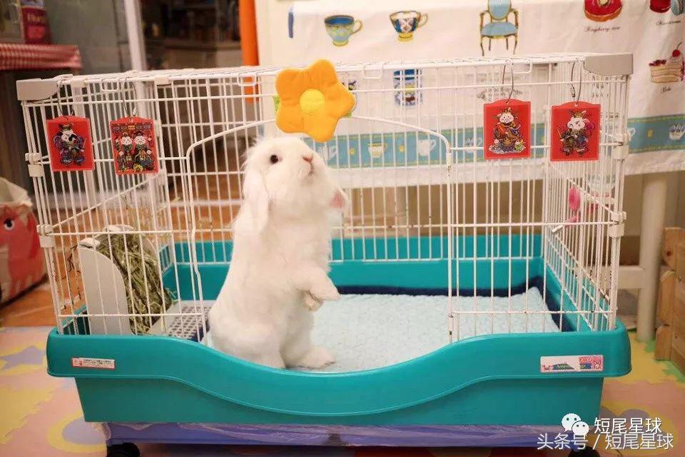 兔笼子哪一款最好,兔兔适合什么兔笼