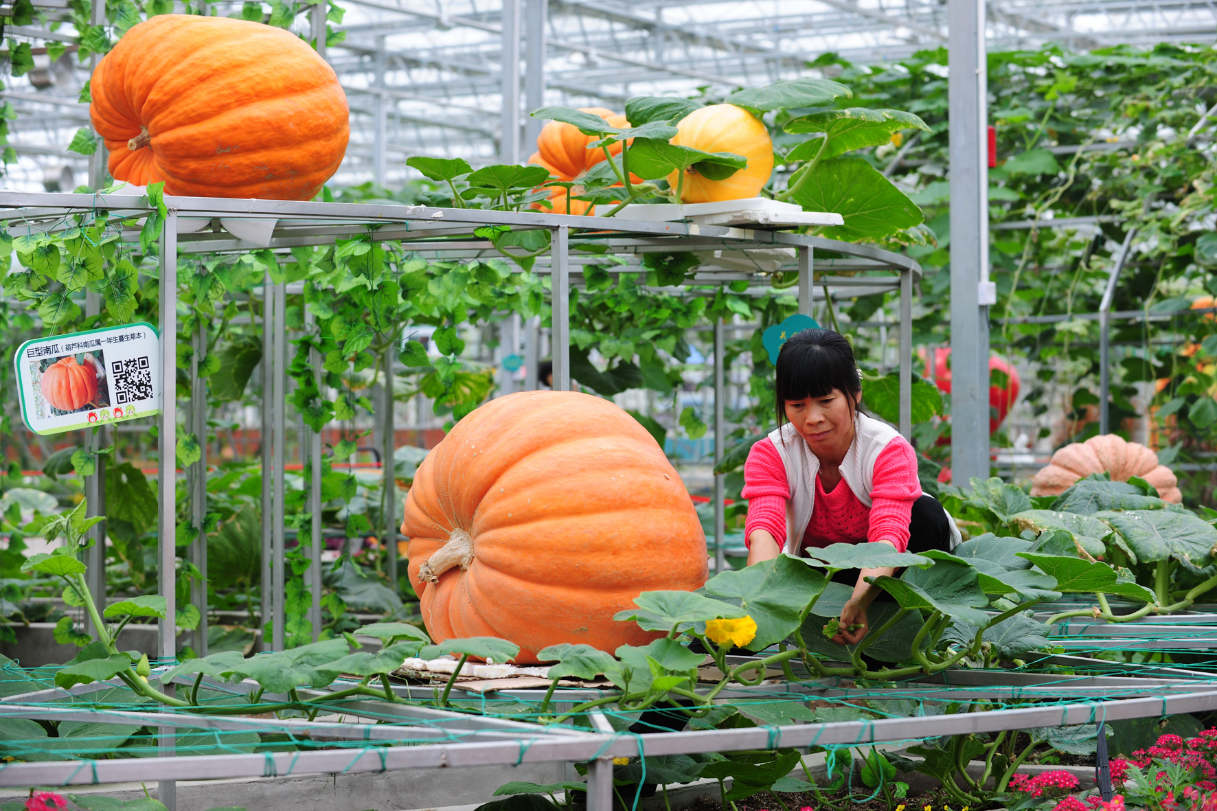 新农村五彩田园图片,农村五彩田园