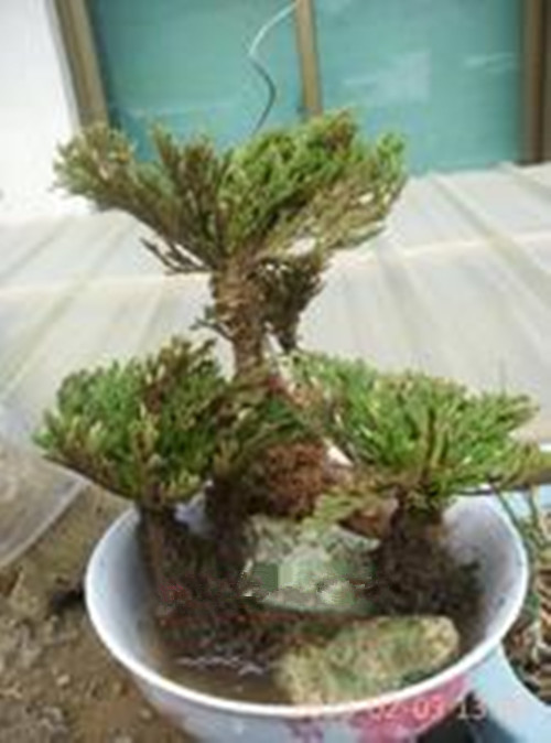 传说中的九死还魂草,九死还魂草可以长在哪里