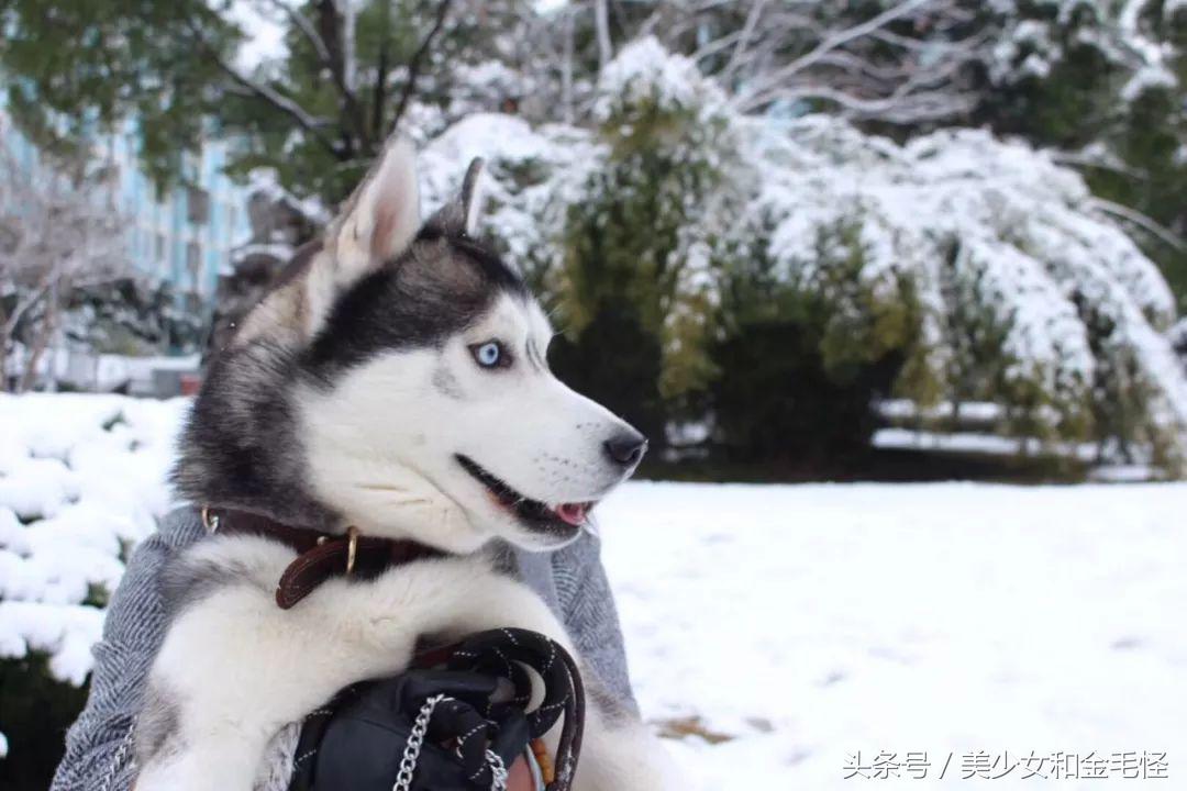 哈士奇和西伯利亚雪橇犬什么关系,为什么哈士奇叫雪橇犬
