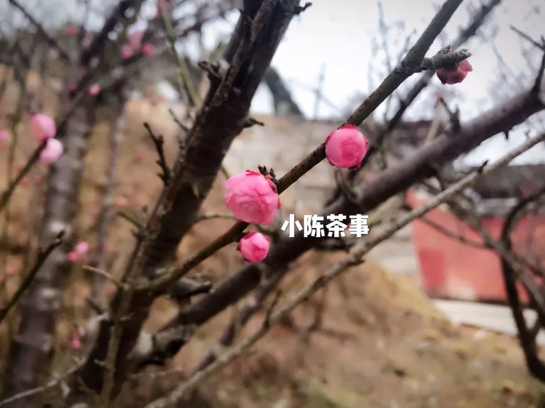 喝茶放松下心情,喝茶是最放松的时刻