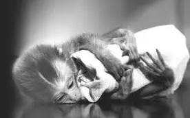 你与妈妈的关系决定了什么,来自妈妈的爱对话