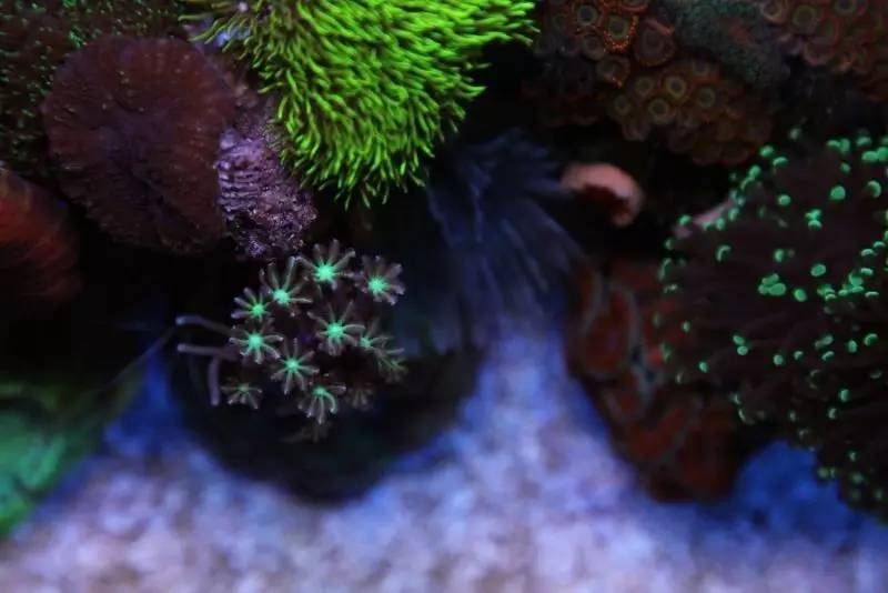 给我一个小缸，我要塞满整片海洋~