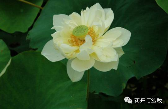 碗莲睡莲荷花种子区别,碗莲荷花睡莲图片