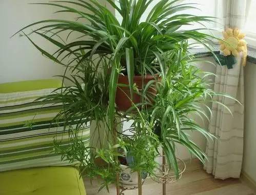 甲醛涨知识,甲醛中毒怎么去除最有效