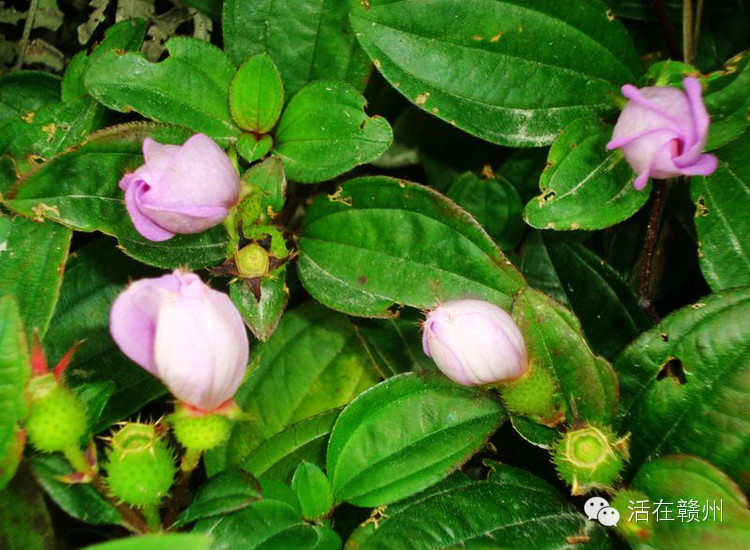 摇啊摇，摇啊摇，摇不到童年的桥，这些美食你还记得吗？