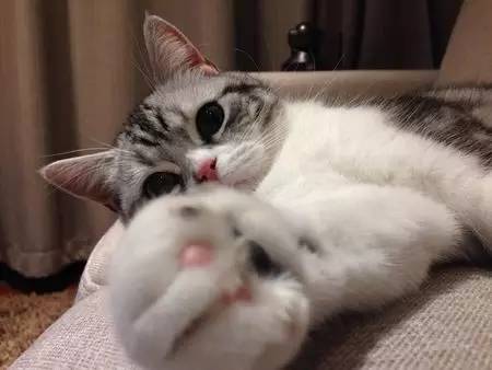 如小果专访：菲比和她家的肉丝！