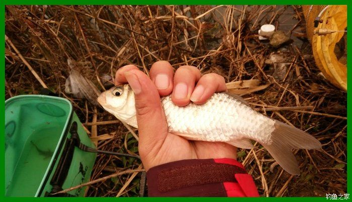 大鲫鱼大鱼,大鲫鱼大鲤鱼