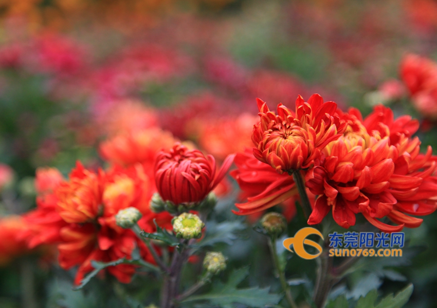 武汉迎春花市新品种,一年一度的迎春花市即将闪亮登场