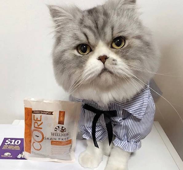 给猫买什么猫粮比较好,给猫最好买什么猫粮