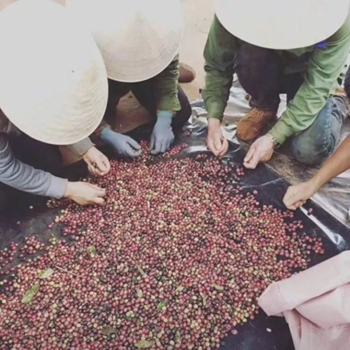 越南咖啡与后谷咖啡哪个好,越南咖啡东盟