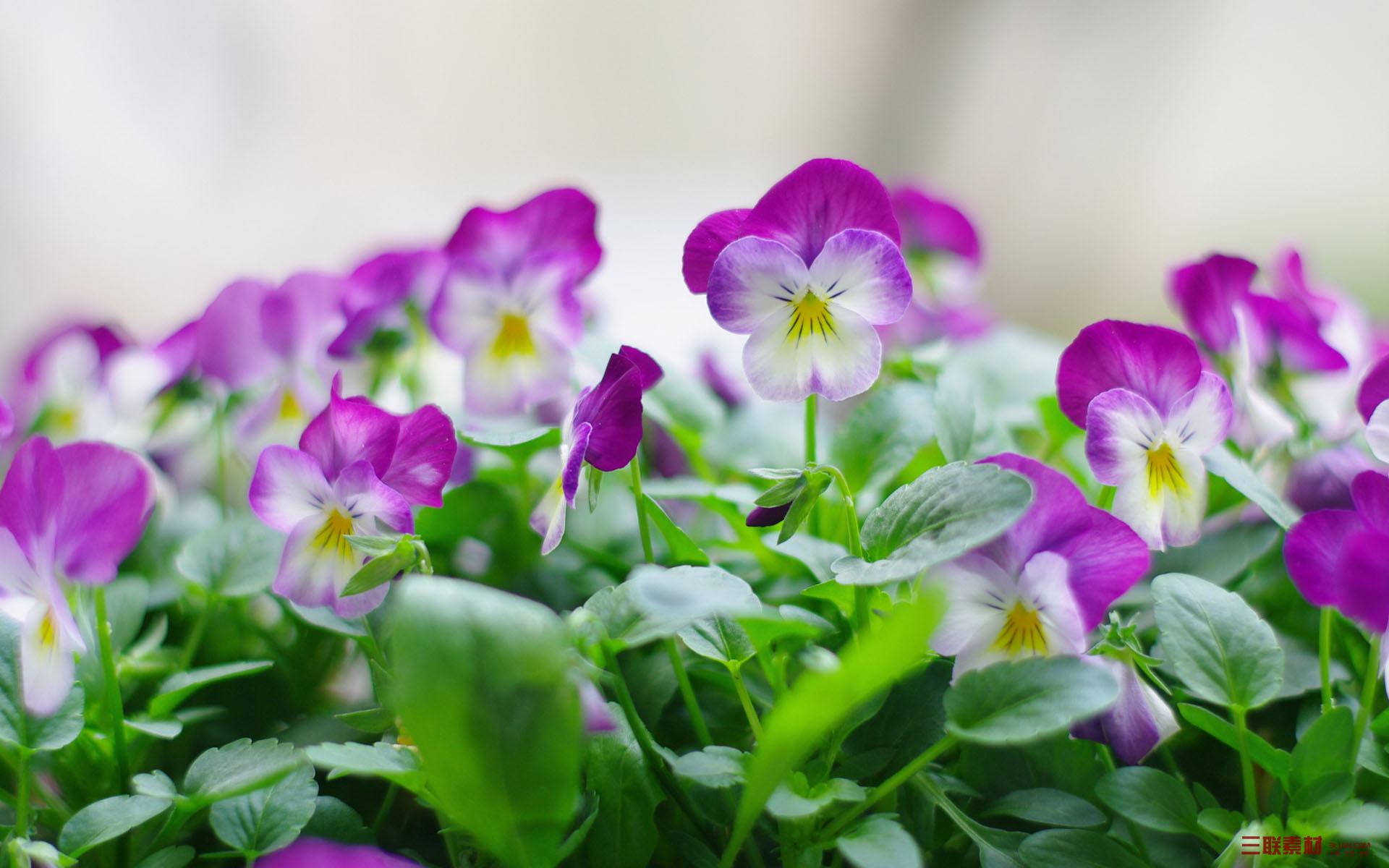 三色堇好养又好看的花,每日一花蝴蝶兰花