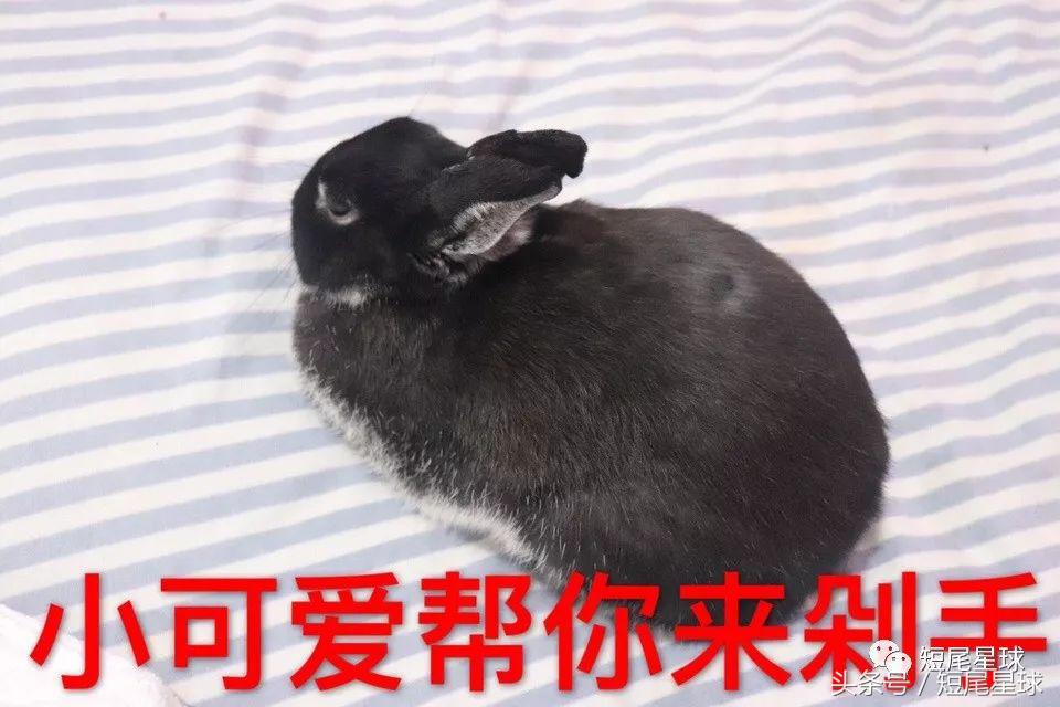 兔笼子哪一款最好,兔兔适合什么兔笼