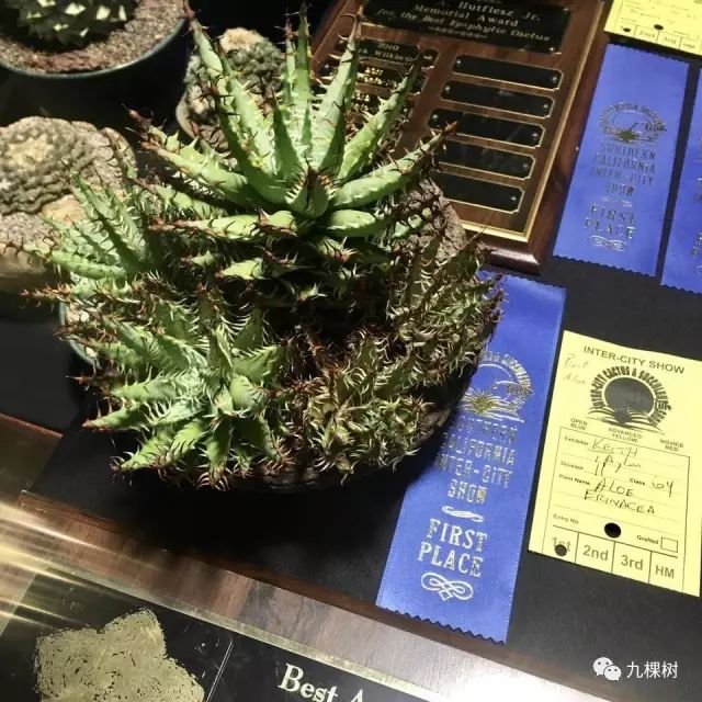 十大最贵玉露多肉品种,多肉最贵的品种有哪些