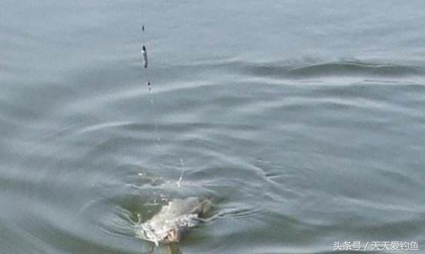 野钓大跑铅用多重的铅,野钓跑铅用什么钩最好