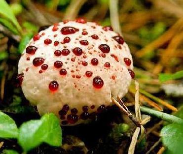 世界上最可怕的蘑菇形状,世界上最可怕的蘑菇排名