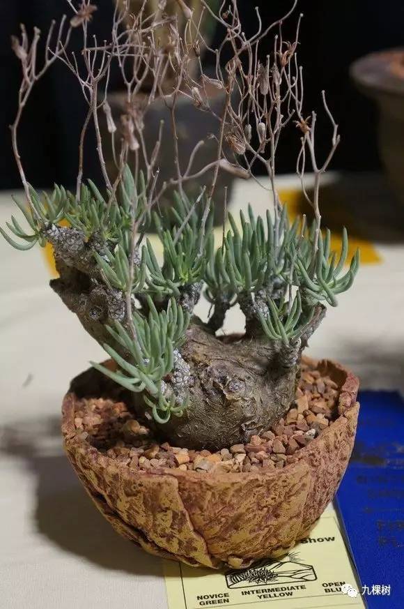 十大最贵玉露多肉品种,多肉最贵的品种有哪些