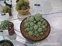 多肉植物每日品种介绍紫锦,帝王丸仙人球产地