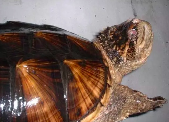 龟苗腐皮病最佳治疗方法,龟腐皮用什么药好得快