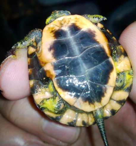 龟苗腐皮病最佳治疗方法,龟腐皮用什么药好得快