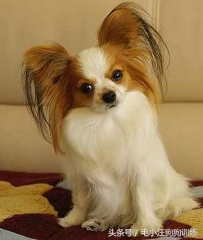 如果狗被主人虐待它会恨主人吗,宠物美容师虐待狗狗