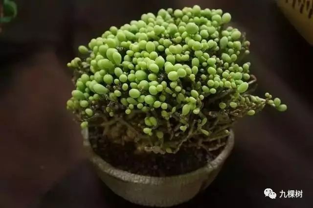 多肉万象最贵的品种,玉露多肉最贵多少钱一棵