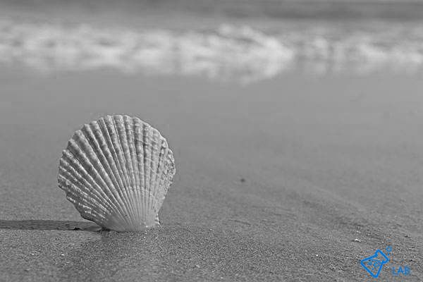 獐子岛是一家啥样的公司,獐子岛公司是哪个地方的