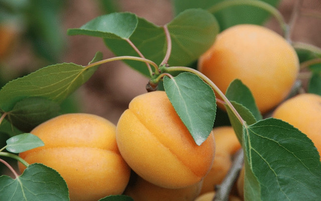 12星座喜欢什么玫瑰水果,专属12星座的水果是什么