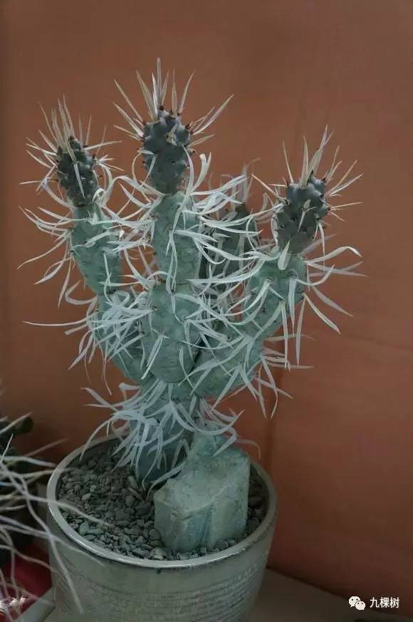 多肉万象最贵的品种,玉露多肉最贵多少钱一棵