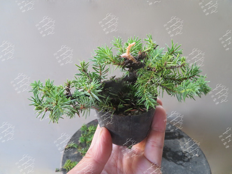 多大的真柏可以做舍利,迷你舍利崖柏