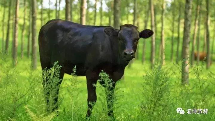 山东淄博特产便于携带送礼,淄博带回家的礼物