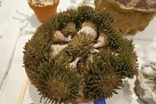 十大最贵玉露多肉品种,多肉最贵的品种有哪些