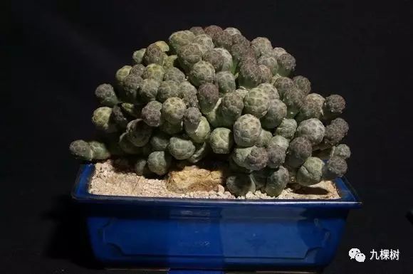 多肉万象最贵的品种,玉露多肉最贵多少钱一棵