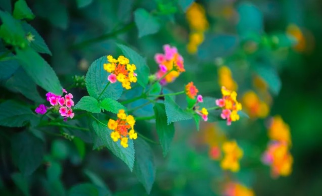 龟苗腐皮病最佳治疗方法,龟腐皮用什么药好得快
