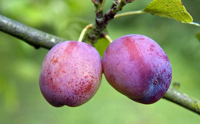 12星座喜欢什么玫瑰水果,专属12星座的水果是什么