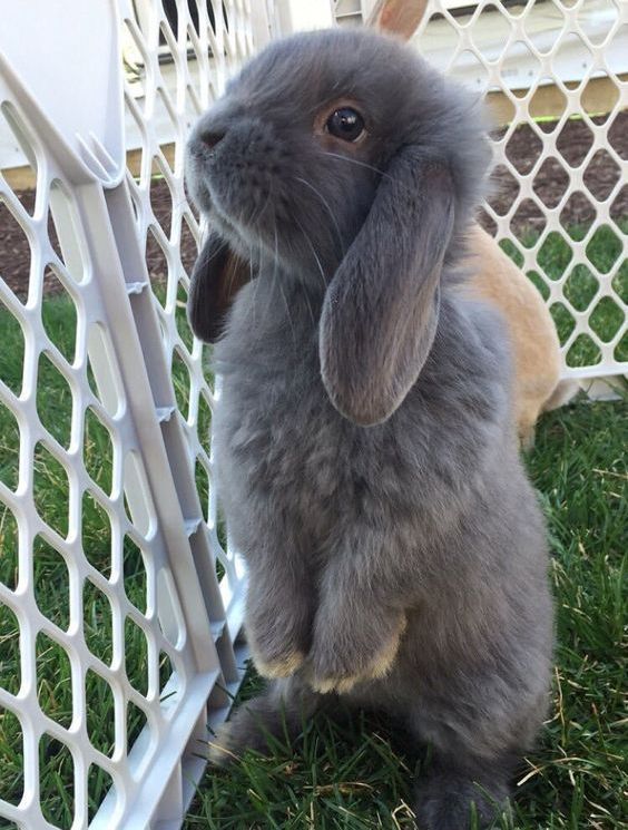 兔兔的身体语言,兔兔习性知识大全