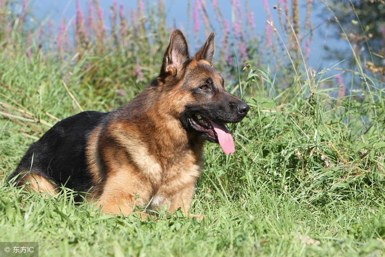 萌宠养宠攻略,萌宠指南怎么训练狗