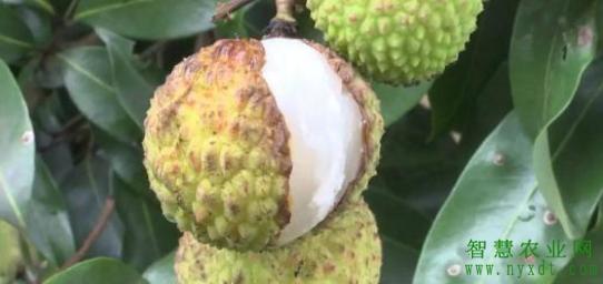 荔枝果树管理全套技术视频,果树管理技术与病虫害防治技术