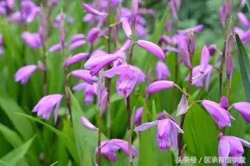每天学习一点中药小知识,每日认识一味中药教学合集