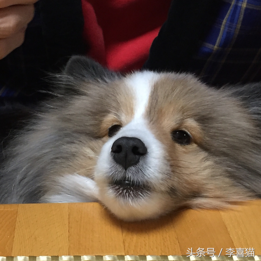 喜乐蒂牧羊犬黑色小时候,喜乐蒂牧羊犬是最聪明的狗吗