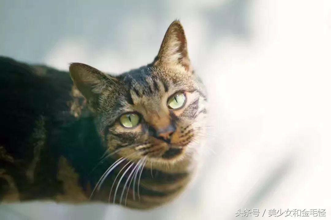 喜欢洗澡的布偶猫,喜欢洗澡的猫品种