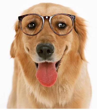 狗年说狗民间关于狗的传说,狗年说狗不吃狗肉